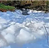  ?? Picture: Environmen­t Agency ?? ●●Fish were left dead after a huge area of foam polluted the River Bollin last year
