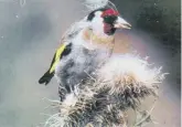  ?? ?? Goldfinch on thistle head