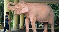  ?? ?? A caretaker feeding a white elephant, traditiona­lly treasured in the predominan­tly Buddhist nation and believed to herald good fortune, near the Kyaut Thaw Gyi Pagoda in Yangon.— afp