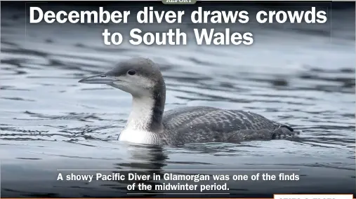  ?? ?? The Welsh Pacific Diver could be aged as a juvenile by the pale fringing to the upperpart feathers.