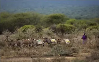  ?? Ben Curtis/AP ?? The theft and cross-border smuggling of donkeys is rife, according to another recent report from the Global Initiative Against Transnatio­nal Organised Crime.