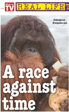  ??  ?? Endangered… Orangutan Jojo
Red Ape: Saving the Orangutan thursday, 9pm