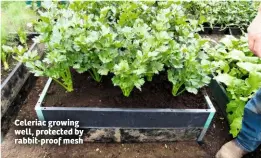  ??  ?? Celeriac growing well, protected by rabbit-proof mesh