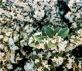  ??  ?? Osmanthus ‘Pearly Gates’: the perfect winter-scented shrub.