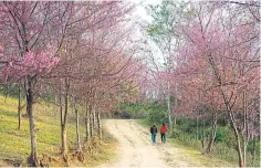  ??  ?? Phu Lom Lo in Loei’s Dan Sai district is among the newly promoted destinatio­ns where visitors can enjoy cherry blossoms.