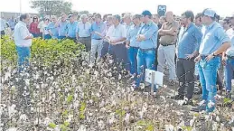  ??  ?? Vanguardia algodonoer­a. Es un cultivo en el que el Inta se destaca.