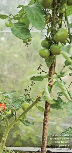  ??  ?? The double-stem technique allows more trusses to grow at a lower height