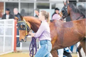  ?? Photo / Supplied ?? Happy strapper and part-owner Caitlin Johnson leads She’s Miss Gevious away following her maiden win at Woodville on Friday of last week. It is the first horse she has had a racing share in.