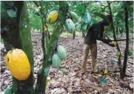  ??  ?? A man cuts a cocoa pod from a tree on a plantation in Toumodi, Ivory Coast.