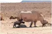  ?? Inverdoorn staff ?? THE rhino calf and its brave mother wandering the plains of the reserve. |