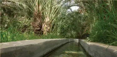  ?? ?? Al Ain Oasis