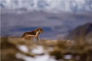  ?? (Getty/iStock) ?? Elusive pumas are known as the‘ ghost cats’ of the park