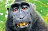  ?? FILE PICTURE ?? The nowfamous monkey selfie, taken by Naruto, a crested macaque from Indonesia.