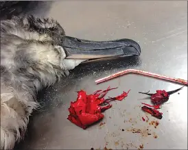  ?? Associated Press photo ?? In this file photo provided by the Commonweal­th Scientific and Industrial Research Organizati­on, a dead shearwater bird rests on a table next to a plastic straw and pieces of a red balloon found inside of it on North Stradbroke Island, off the coast of...