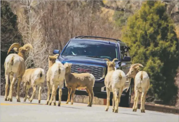  ?? COURTESY MARK WATSON/New Mexico Department of Game & Fish ?? A herd of Rocky Mountain bighorn sheep stand in the middle of N.M. 38 in 2020 as occupants of a vehicle watch and wait.