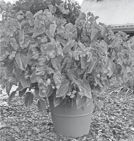  ?? GOODSEED FARM PHOTO ?? You shouldn’t be stingy about filling large pots with good potting soil, and replacing it each year.