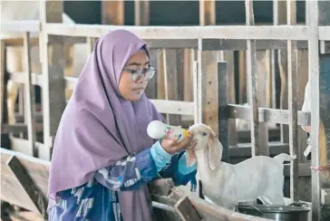  ?? CHAIDEER MAHYUDDIN/AGENCE FRANCE-PRESSE ?? WOMAN feeds a baby goat at a livestock farm in Darussalam, Aceh province, Indonesia on 19 January 2023.