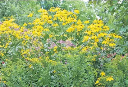  ??  ?? Canadians took up gardening in record numbers last year: Mark and Ben Cullen hope to see a yellow-washed repeat in 2021.