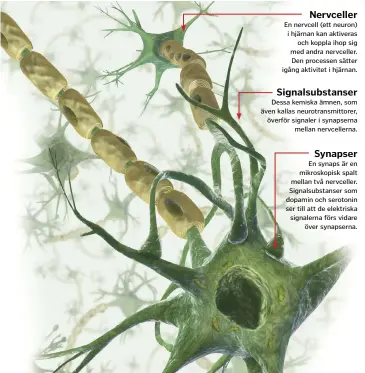  ??  ?? En nervcell (ett neuron) i hjärnan kan aktiveras och koppla ihop sig med andra nervceller. Den processen sätter igång aktivitet i hjärnan. Dessa kemiska ämnen, som även kallas neurotrans­mittorer, överför signaler i synapserna mellan nervceller­na. En...