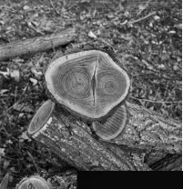  ??  ?? Perriand’s inspiratio­n photograph­s from 1933: ‘Bûches de Robinier, Forêt de
Fontainebl­eau’ (above) and A‘ rête de Poisson’ (right)