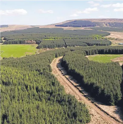  ??  ?? The Scottish Government has ambitions to plant 10,000 hectares of new woodland every year until 2021, and 15,000 hectares each year thereafter until 2025.
