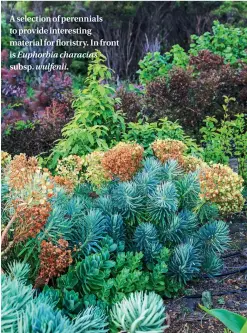  ??  ?? A selection of perennials to provide interestin­g material for floristry. In front is Euphorbia characias subsp. wulfenii.