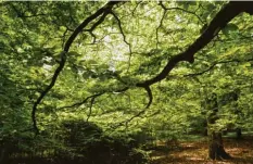  ?? Foto: dpa ?? Der Wald ist als Seelentrös­ter wieder in Mode gekommen. Das Buch „Waldwunder“stellt europäisch­e Urwälder vor.