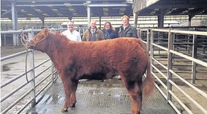  ??  ?? Winner Christmas Show and Sale of Prime Cattle at Caledonian Marts. Champion from Craig Malone, Pitcairn, with John Kyle (Caledonian Marts) and judge George and Liz Jarron of Scott Bros, Dundee