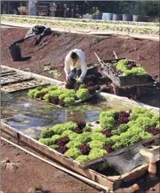  ?? Photo courtesy MEO ?? MEO National Farmworker Jobs Program caseworker­s made a visit to Kunia Country Farm/Ko Hana Rum on Oahu in July 2021.