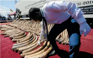  ?? PHOTO: REUTERS ?? A customs officer displays African elephant tusks seized by Sri Lanka Customs before they are destroyed in Colombo. Asian demand for ivory, often supplied by poachers, is contributi­ng to a large drop in elephant numbers.