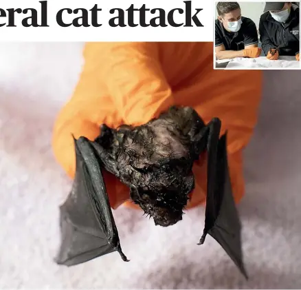  ?? CHRISTEL YARDLEY/STUFF ?? Batman is living in a 30 deg C incubator at Hamilton Zoo and vets are concerned about its damaged right wing. Inset: Global Vet Services, veterinari­an Tori Turner, left, and vet nurse Hanako Asanuma.