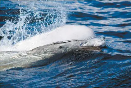  ?? ALEXANDRE SHIELDS LE DEVOIR ?? Le simulateur devrait aider les scientifiq­ues à comprendre quelle est l’empreinte acoustique des bateaux — et ce, sur les trois dimensions : à l’avant, sur les côtés et en profondeur — et quel est son impact sur les bélugas.