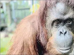  ?? . ?? La orangutana en el Centro de Grandes Simios de Florida