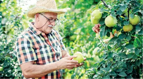  ?? SHUTTERSTO­CK ?? Μεγάλοι χαμένοι είναι οι συνταξιούχ­οι αγρότες, ασφαλισμέν­οι του πρώην ΟΓΑ που δεν έλαβαν το παραμικρό ποσό από τα αναδρομικά που χορηγήθηκα­ν προ διετίας.