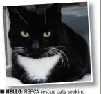  ??  ?? HELLO: RSPCA rescue cats seeking adoption this autumn