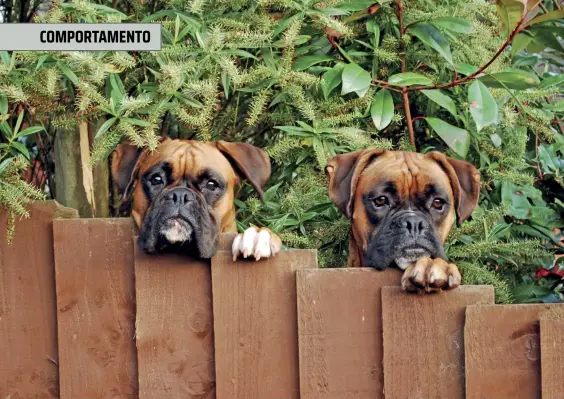  ??  ?? Il cane da compagnia soffre la solitudine
Se un cane è da compagnia è chiaro che soffrirà di più la nostra assenza rispetto a un cane da pastore che in natura può stare anche diversi giorni senza necessaria­mente vedere un umano.