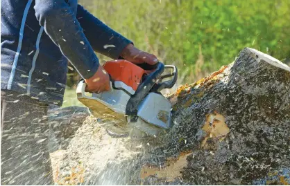  ?? CONTRIBUTE­D ?? The decision to cut a tree down in your yard may be made easier by considerin­g your home insurance if it falls and causes damage.