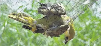  ??  ?? Golden Oriole trapped in a mist net on Cyprus