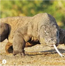  ??  ?? 2 2. Komodo dragon, Varanus komodoensi­s