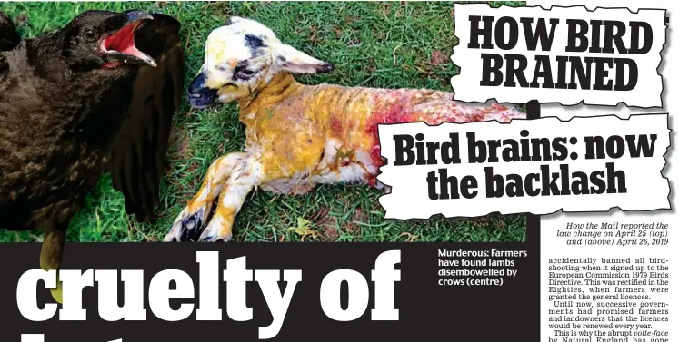 ??  ?? Murderous: Farmers have found lambs disembowel­led by crows (centre) How the Mail reported the law change on April 25 (top) and (above) April 26, 2019