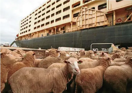  ?? PHOTO: FILE ?? CONCERNS: The live export industry is under intense scrutiny after Animals Australia provided vision of sheep in distress.