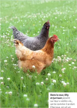  ??  ?? Dans la cour, Elly et Jurriaan posent sur leur « vieille » 4L, verte comme il se doit. Chez eux, on vit un peu comme à la ferme, entouré d’animaux : des poneys, des chats, des chiens et, bien sûr, des poules pour se régaler d’oeufs frais.