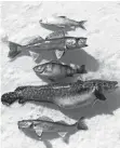  ?? PAUL A. SMITH / JOURNAL SENTINEL ?? A selection of fish caught on an ice fishing outing on Lake of the Woods included tullibee (top to bottom), walleye, yellow perch, eelpout and sauger.