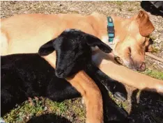  ??  ?? Lamm Lina und Hund Malo teilen sich einen Lieblingsp­latz. Jakob Heinze aus Auhau sen (Kreis Donau Ries) hat das Bild der tierisch guten Freunde aufgenomme­n.