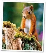  ??  ?? PUTTING ON A SHOW: Red squirrels thrive in Cairngorms National Park