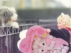  ??  ?? Former Dundee United star Dave Bowman’s daughter Rebecca, aged 2, shows her affection for her bearded collie dog Toddie, with a Valentine’s Day card.