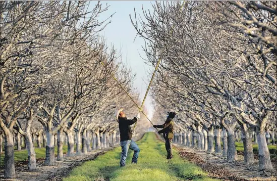  ?? Photograph­s by Mel Melcon Los Angeles Times ?? JUAN LUNAS LOPEZ, left, and Inocencio Garcia prune pistachio trees last month in a grove along Route 33, a corridor that stretches from Ventura to Stockton.