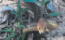  ?? ANGRY ENCOUNTER: This eastern brown snake was removed from a property in Mount Louisa. Picture: JAMIE CHAPEL ??