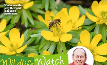  ??  ?? Winter aconites play their part in feeding pollinator­s