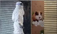  ?? KIN CHEUNG — THE ASSOCIATED PRESS ?? A staffer from the Agricultur­e, Fisheries and Conservati­on Department walks past a pet shop which was closed after some pet hamsters were, authoritie­s said, tested positive for the coronaviru­s, in Hong Kong on Tuesday.